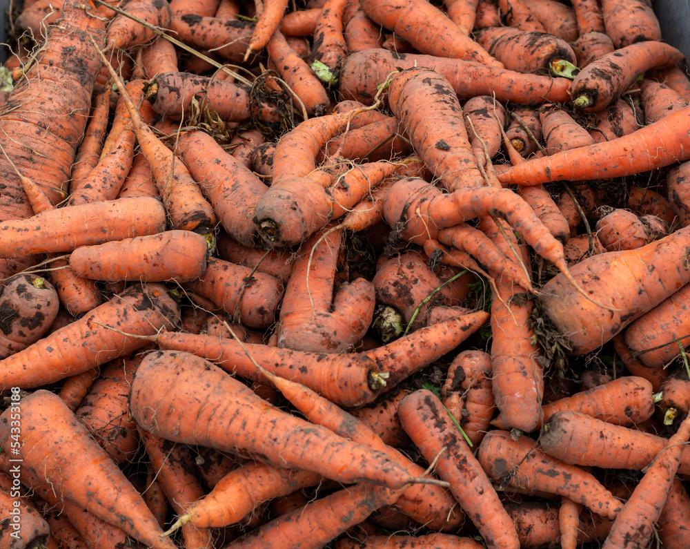 freshly dug dirty fresh carrots without tops as a background freshly dug dirty fresh carrots without tops as a background