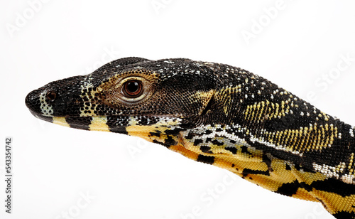 Quadro em tela Lace monitor, tree goanna // Buntwaran (Varanus varius)