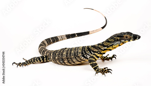 Buntwaran // Lace monitor, tree goanna (Varanus varius)