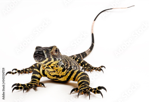 Tableau sur toile Lace monitor, tree goanna // Buntwaran (Varanus varius)