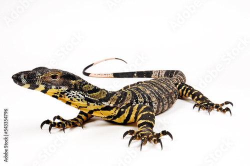 Fotografi Buntwaran // Lace monitor, tree goanna (Varanus varius)