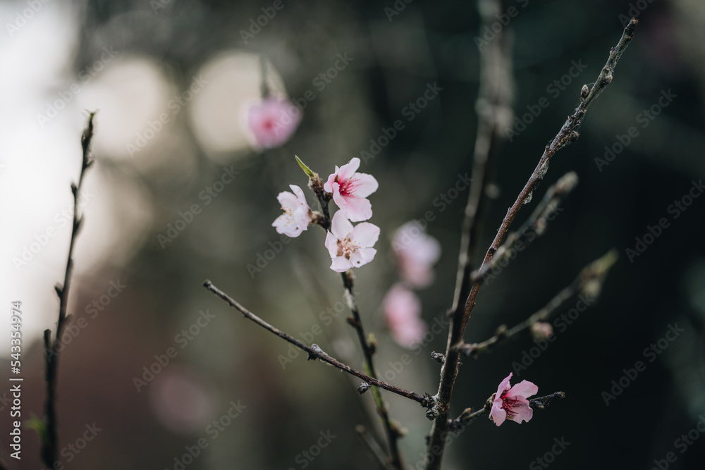 A branch of The Japanese cherry tree with flowers at dark background A branch of The Japanese cherry tree with flowers at dark background