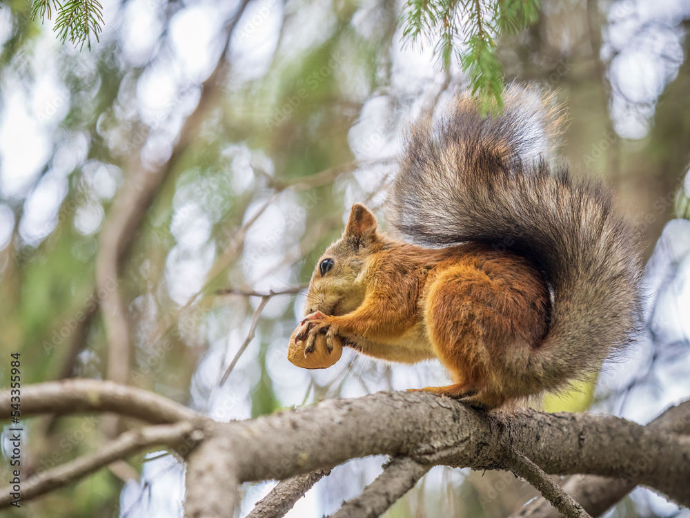 The squirrel with nut sits on tree in the autumn. Eurasian red squirrel, Sciurus vulgaris.