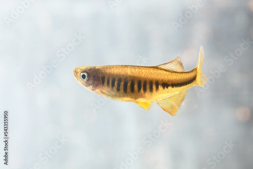 Fire bar danio;  Devario maetaengensis in flash water thailand photo