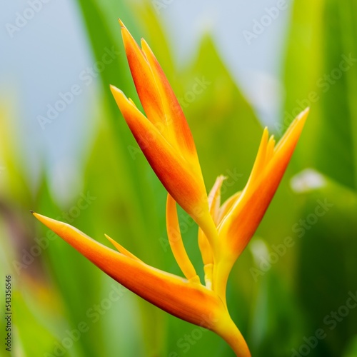Closeup of a Heliconia psittacorum (Parrot Heliconia) plant on a green background