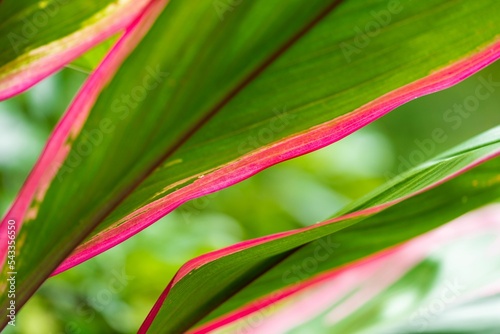 Closeup of a cordyline plant on a green background