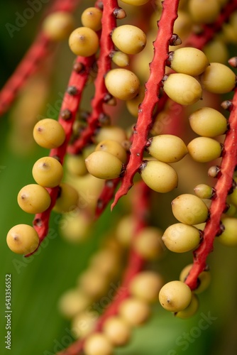 Vertical closeup of a Ivory Cane Palm (Pinanga coronata) plant on a green background