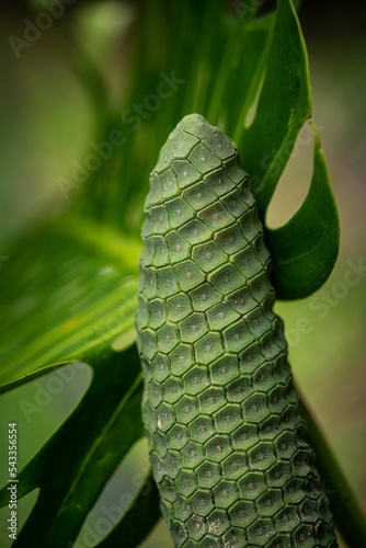 Vertical closeup of a Monstera gourmet plant on a green background