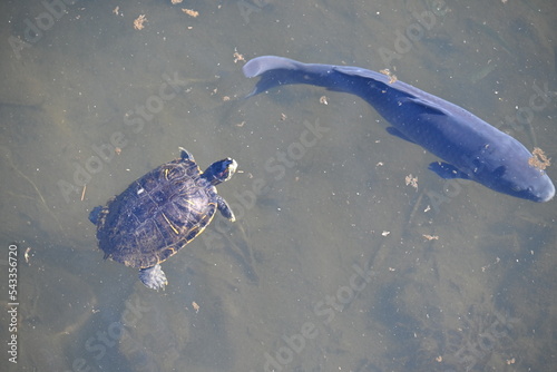 A red-eared slider swimming with carp in a stream. It is carnivorous and feeds on small fish and aquatic insects.