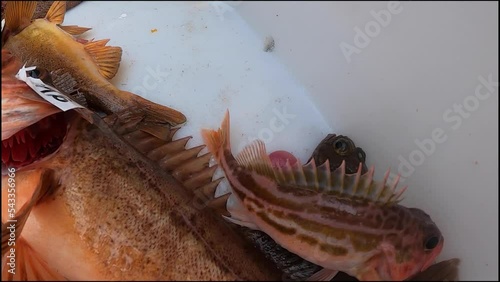 slow motion shot of rockfish in a kill box photo