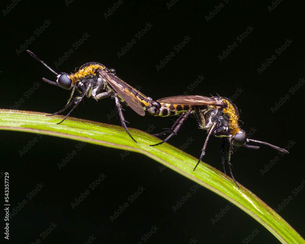 Toxophora mating Toxophora mating