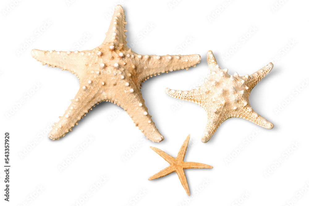 Starfish Isolated Starfish Isolated