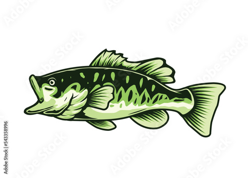 largemouth bass fish illustration
