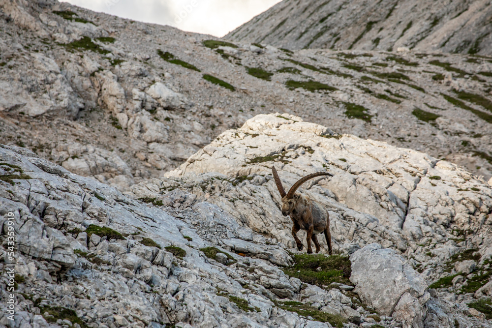 Alpine ibex picture taken in Julian alps, Slovenia Alpine ibex picture taken in Julian alps, Slovenia