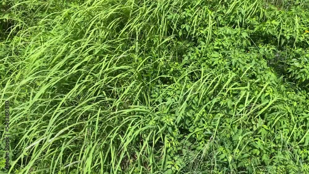 Tall green grass moving in a breeze. Tall green grass moving in a breeze.