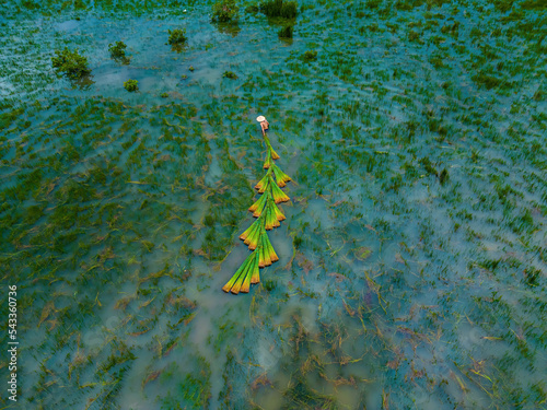 Top view Farmers harvest Lepironia articulata, vietnamese name is co bang. It is harvested by people in the Mekong Delta to make handicraft products. Bang grass is used to make products such as straws photo