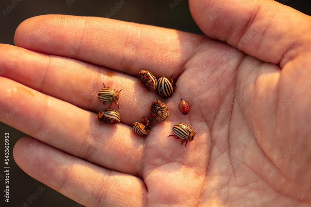 Obraz premium Colorado potato beetles on hand.