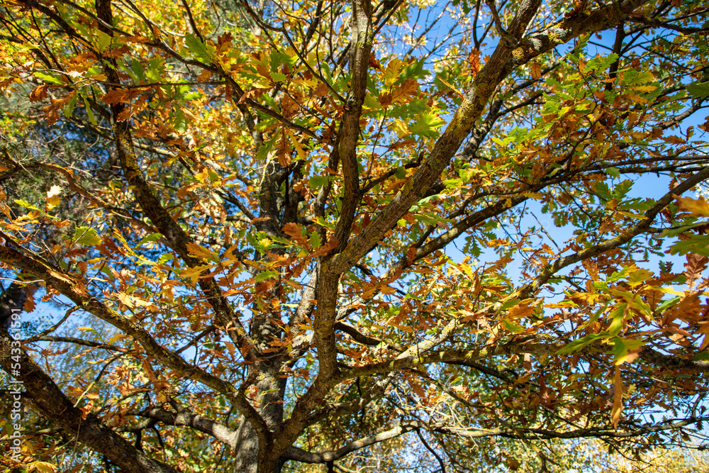 Leaves on an oak tree in autumn.