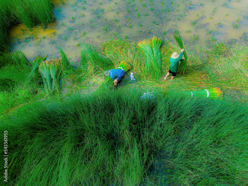 Top view Farmers harvest Lepironia articulata, vietnamese name is co bang. It is harvested by people in the Mekong Delta to make handicraft products. Bang grass is used to make products such as straws photo