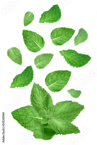 Levitation of fresh mint leaves on transparent background.