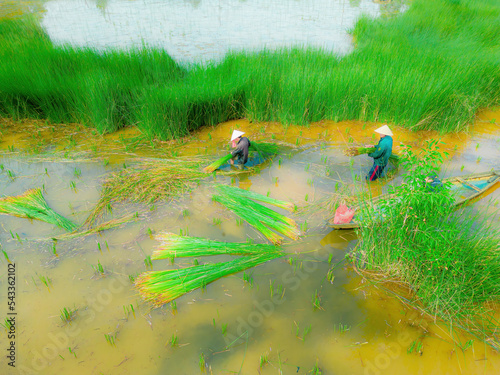 Top view Farmers harvest Lepironia articulata, vietnamese name is co bang. It is harvested by people in the Mekong Delta to make handicraft products. Bang grass is used to make products such as straws photo