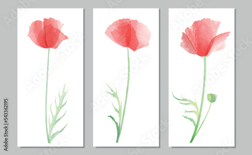 Vector illustration of three different red poppies