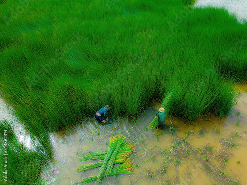 Top view Farmers harvest Lepironia articulata, vietnamese name is co bang. It is harvested by people in the Mekong Delta to make handicraft products. Bang grass is used to make products such as straws photo