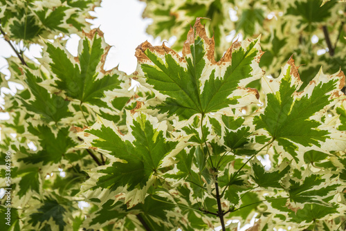 Green and white foliage of Norway Maple 'Drummondii' - Acer platanoides Variegata