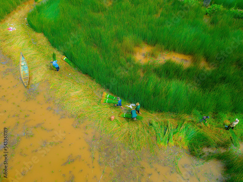 Top view Farmers harvest Lepironia articulata, vietnamese name is co bang. It is harvested by people in the Mekong Delta to make handicraft products. Bang grass is used to make products such as straws photo