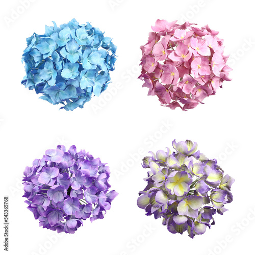 Gardening Flower beauty blossoming 3d rendering set cut out backgrounds png file
