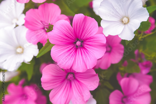 Pink and white lavater flowers close-up
