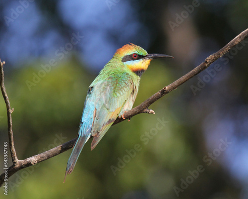 Rainbow bee-eater bird sitting on a tree branch