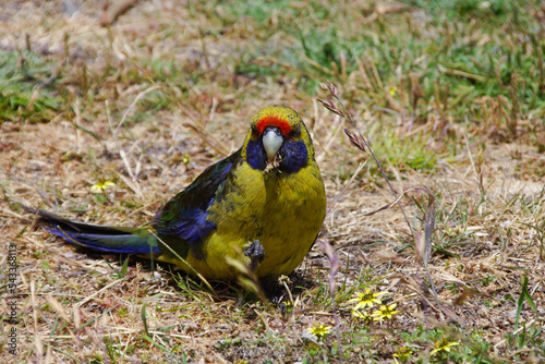 Green Rosella (Platycercus caledonicus), broad-tailed parrot, bird on Tasmania photo