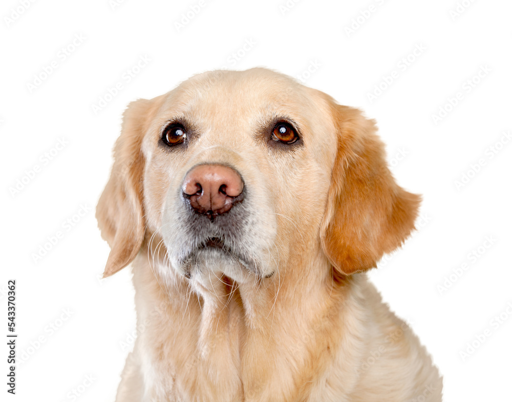 Golden Retriever's Head Golden Retriever's Head