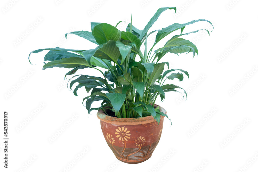 Flower pot and Green tree decoration isolated on white background. Flower pot and Green tree decoration isolated on white background.
