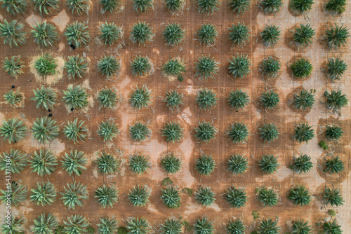 Top view of a large date Palms plantation in the desert.