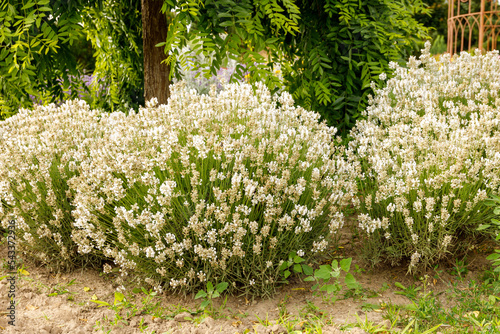 Fototapeta Naklejka Na Ścianę i Meble -  White lavender in a beautiful rustic garden, Poland