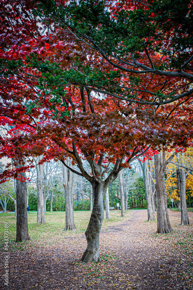北海道の秋の百合が原公園の風景