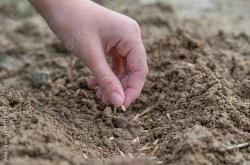 A female hand planting seeds into the soil.