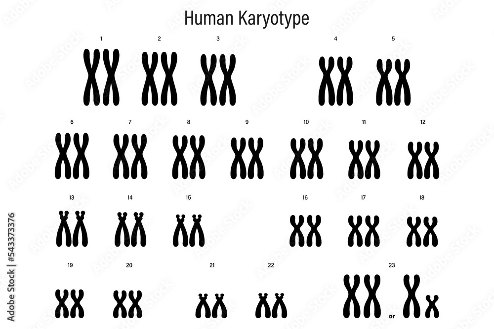 Human karyotype. Autosome and Sex chromosome. Male and Female ...