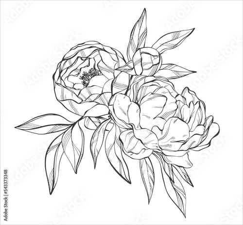 Black and white composition with peonies and leaves in realistic graphics. Vintage floral illustration for any design. Wedding card in boho style.