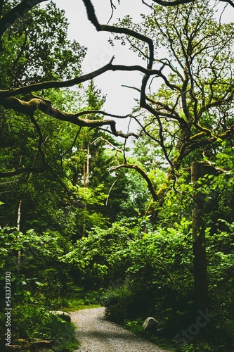 Vertical shot of a walking path in a forest surrounded by wild green nature in dayight photo