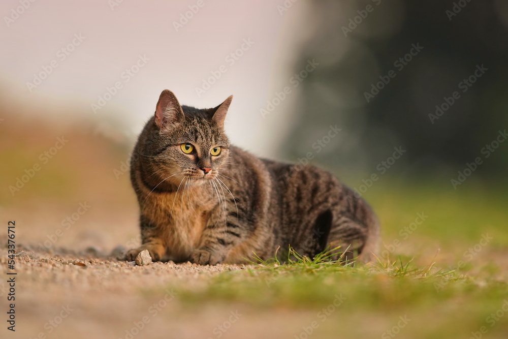 Portrait of a beautiful tabby cat. 