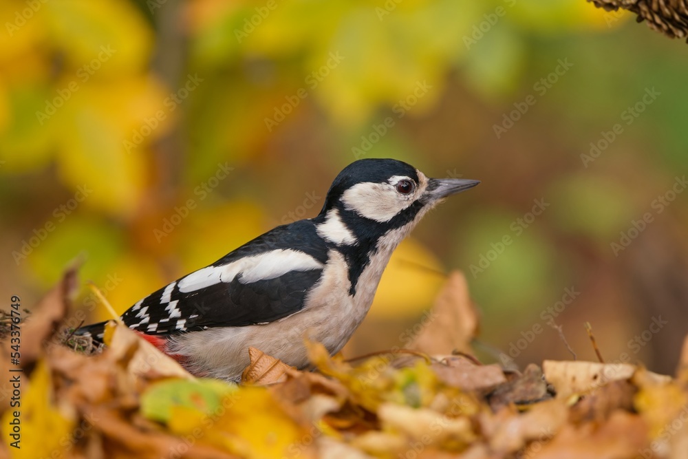 Obraz premium Autumn scene with a great spotted woodpecker. Dendrocopos major