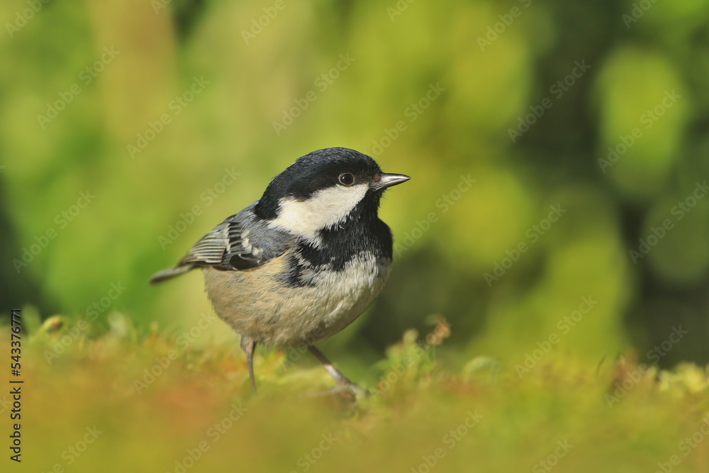 A cute coal tit with green background. Wildlife scene with a titmouse. Periparus ater A cute coal tit with green background. Wildlife scene with a titmouse. Periparus ater