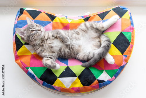 Tabby kitten lying on apillow 3