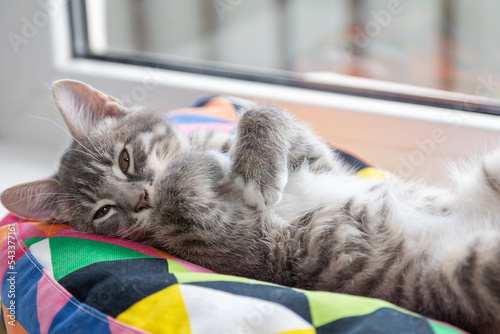 Tabby kitten lying on apillow 2