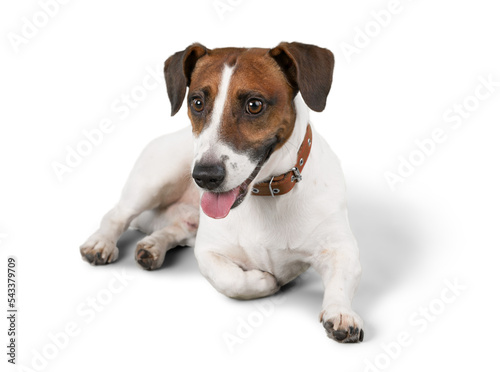 Jack Russell Terrier Lying Down on the Ground © BillionPhotos.com