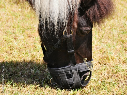 Partial view of a horse head with a grazing brake. For horses to prevent your animal from eating excessively. It makes sense to put on such a feed regulator, especially if it tends to be overweight