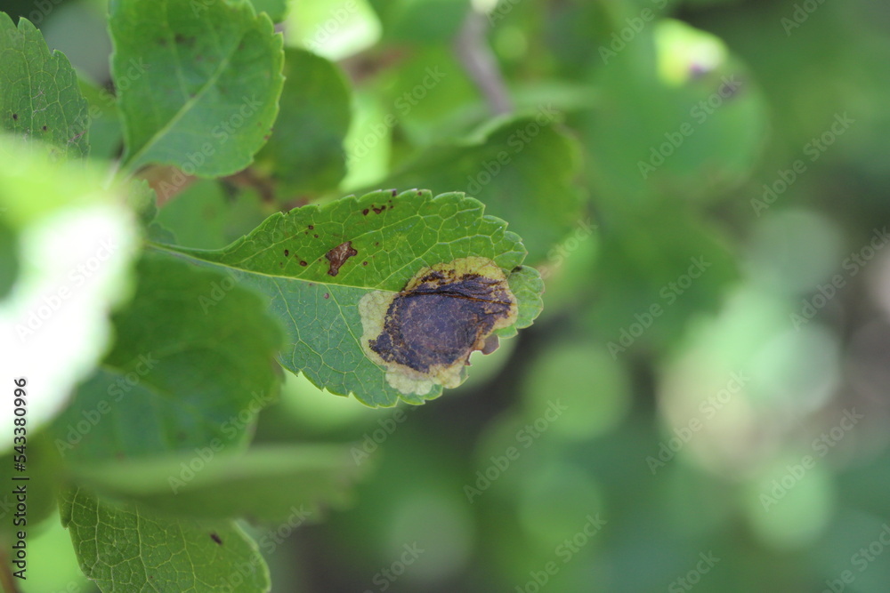 Leaf of quince with mines of Pear-leaf Blister Moth or Leucoptera malifoliella. Leaf of quince with mines of Pear-leaf Blister Moth or Leucoptera malifoliella.